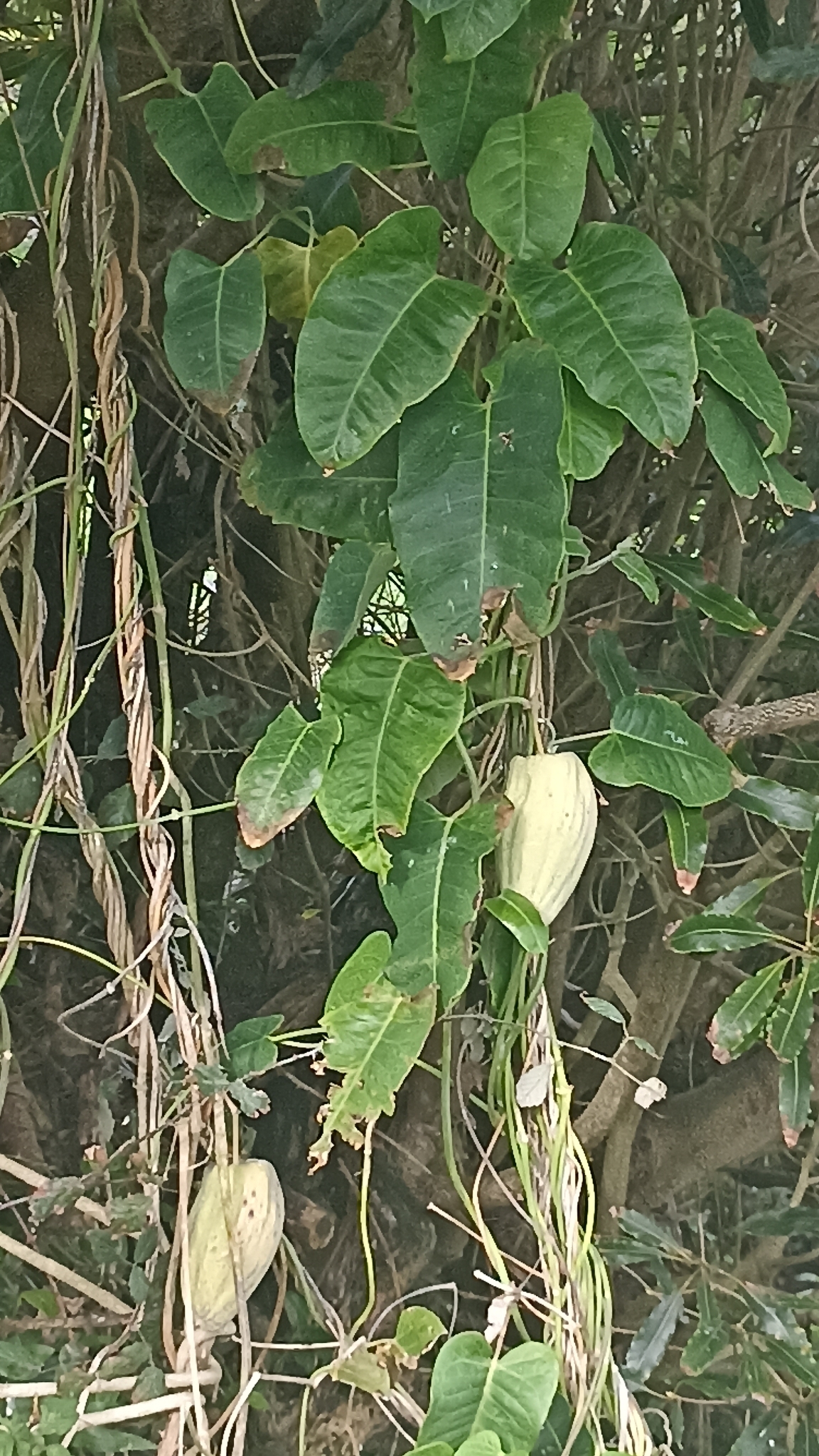 Imagem de Falsa-vinha
