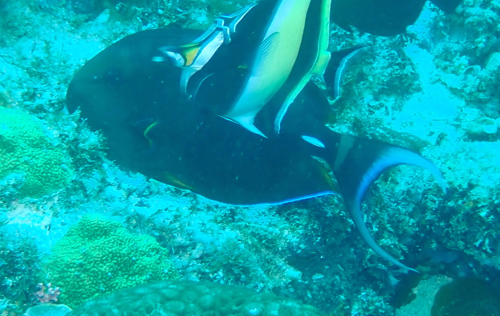 Pale-lipped Surgeonfish