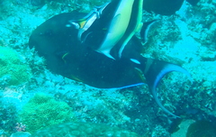 Acanthurus leucocheilus