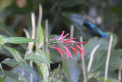 Riccordia bicolor