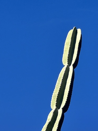 Cereus hexagonus