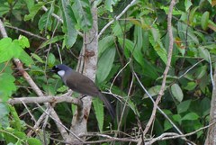 Pterorhinus chinensis