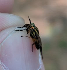 Chrysops aberrans