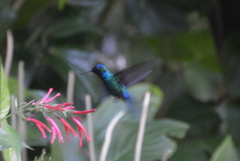 Riccordia bicolor