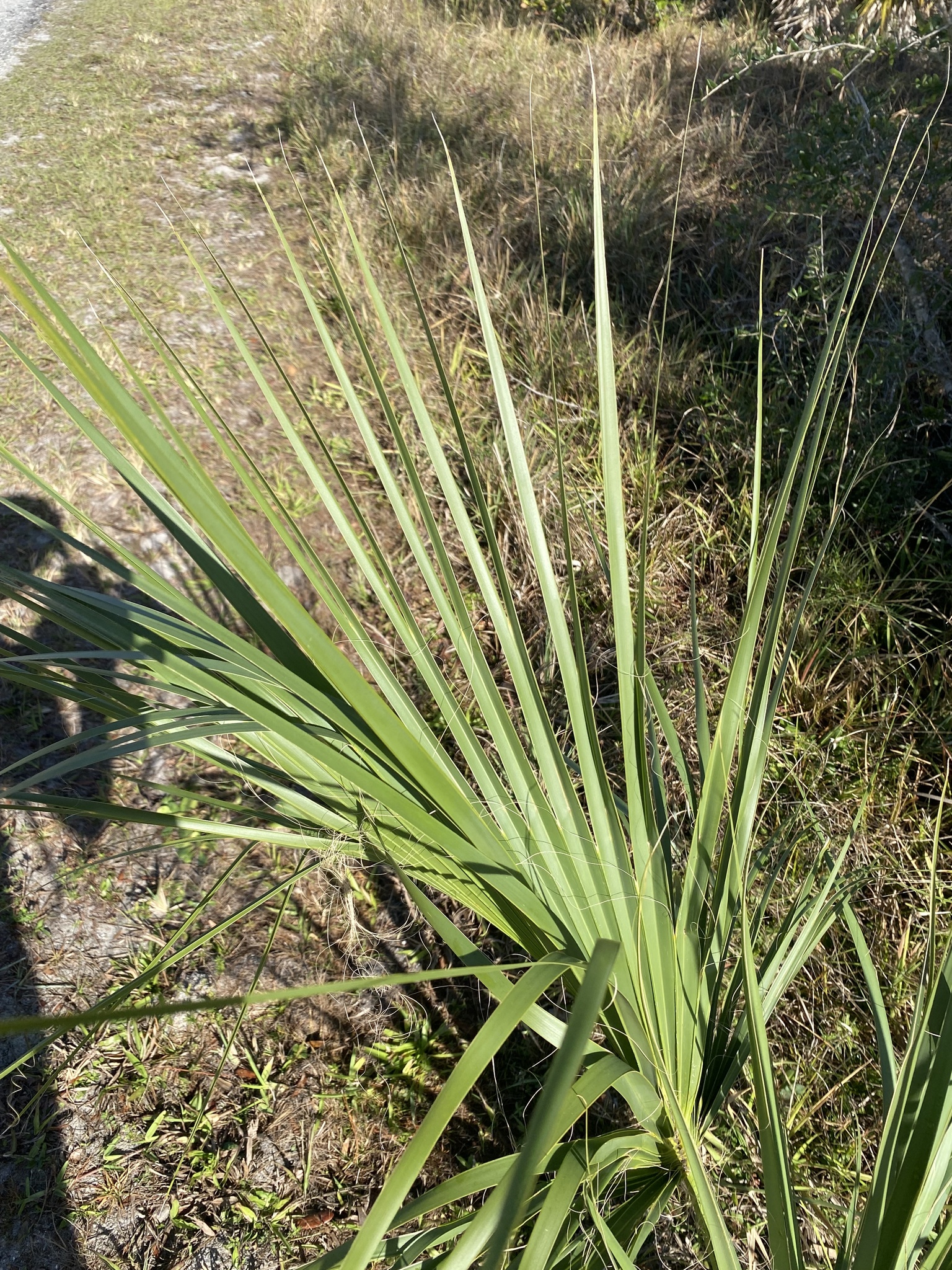 Imagem de Sabal-palmetto