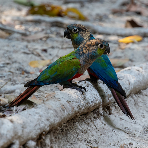 Crimson-bellied Parakeet (Pyrrhura perlata), photo 8