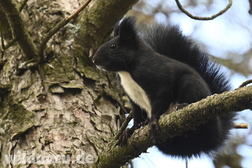 Calabrian Black Squirrel
