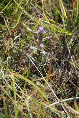 Gentianella uliginosa