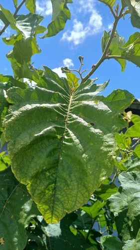 Jurubeba