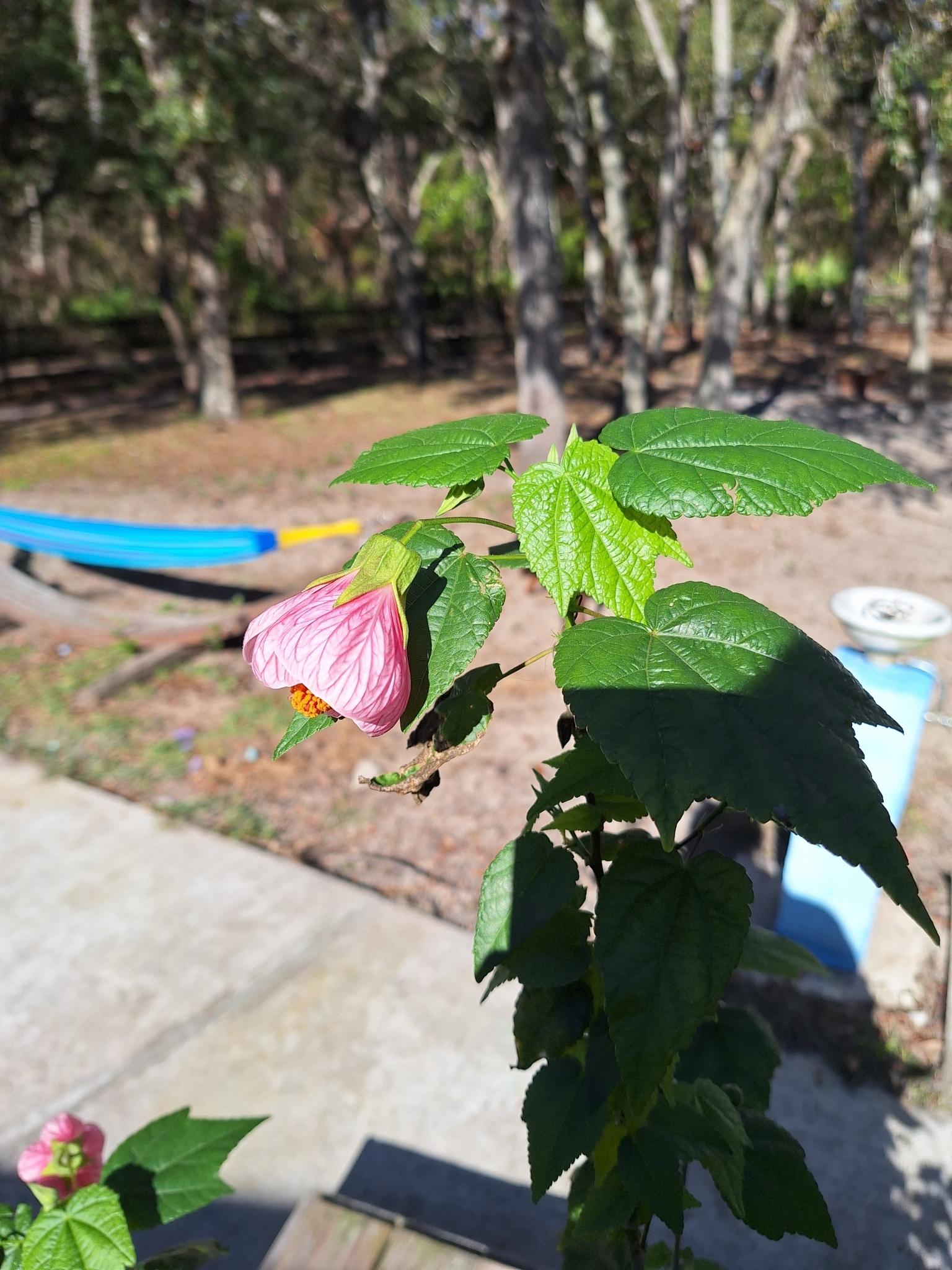 Imagem de Abutilon