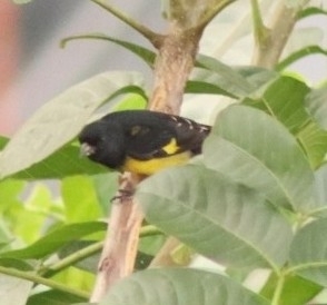 Yellow-bellied Siskin (Spinus xanthogastrus), photo 6