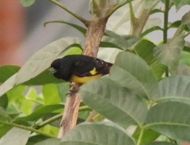 Yellow-bellied Siskin (Spinus xanthogastrus), photo 7
