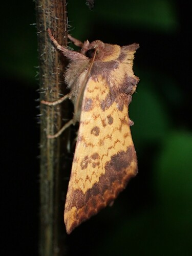 Wild Rye Borer Moth