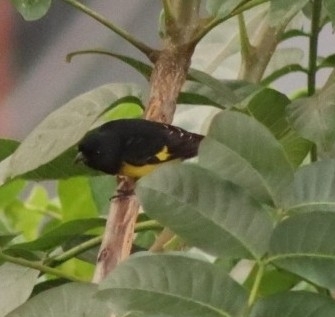 Yellow-bellied Siskin (Spinus xanthogastrus), photo 8