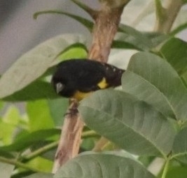 Yellow-bellied Siskin (Spinus xanthogastrus), photo 10