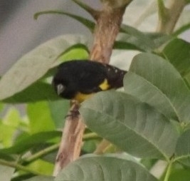 Yellow-bellied Siskin (Spinus xanthogastrus), photo 9