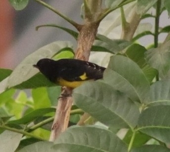 Yellow-bellied Siskin (Spinus xanthogastrus), photo 10
