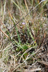 Gentianella uliginosa