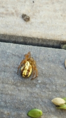 Araneus pratensis