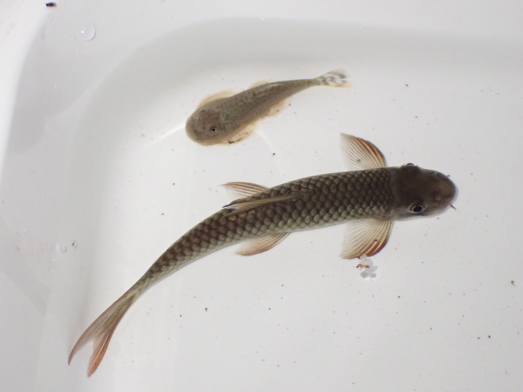 Borneo sucker carp (Paracrossochilus acerus) — Cyprinidae
