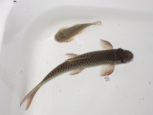 Borneo sucker carp (Paracrossochilus acerus) — Cyprinidae