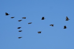 Collared Myna photo 4