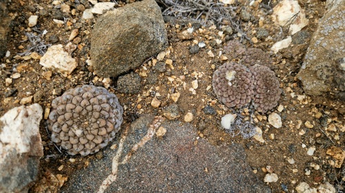 Eriosyce glabrescens