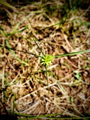 Cyperus lupulinus