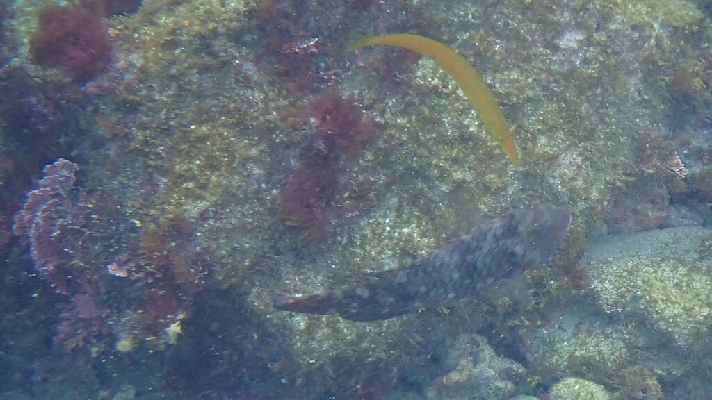 Cigar wrasse