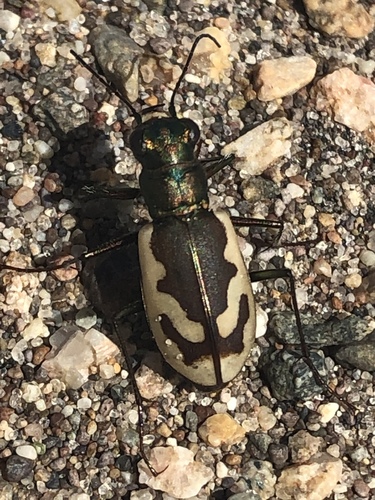 Colorado Dune Tiger Beetle photo 2