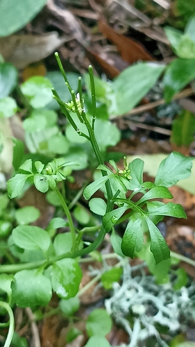 Foto de Mastruço