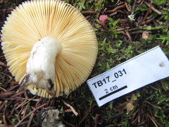 Russula cessans