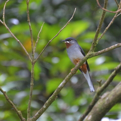 Rufous-Throated Solitaire photo 5