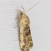 Speckled Bird-dropping Moth - Photo (c) Greg Lasley, some rights reserved (CC BY-NC), uploaded by Greg Lasley