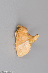 Apoda latomia