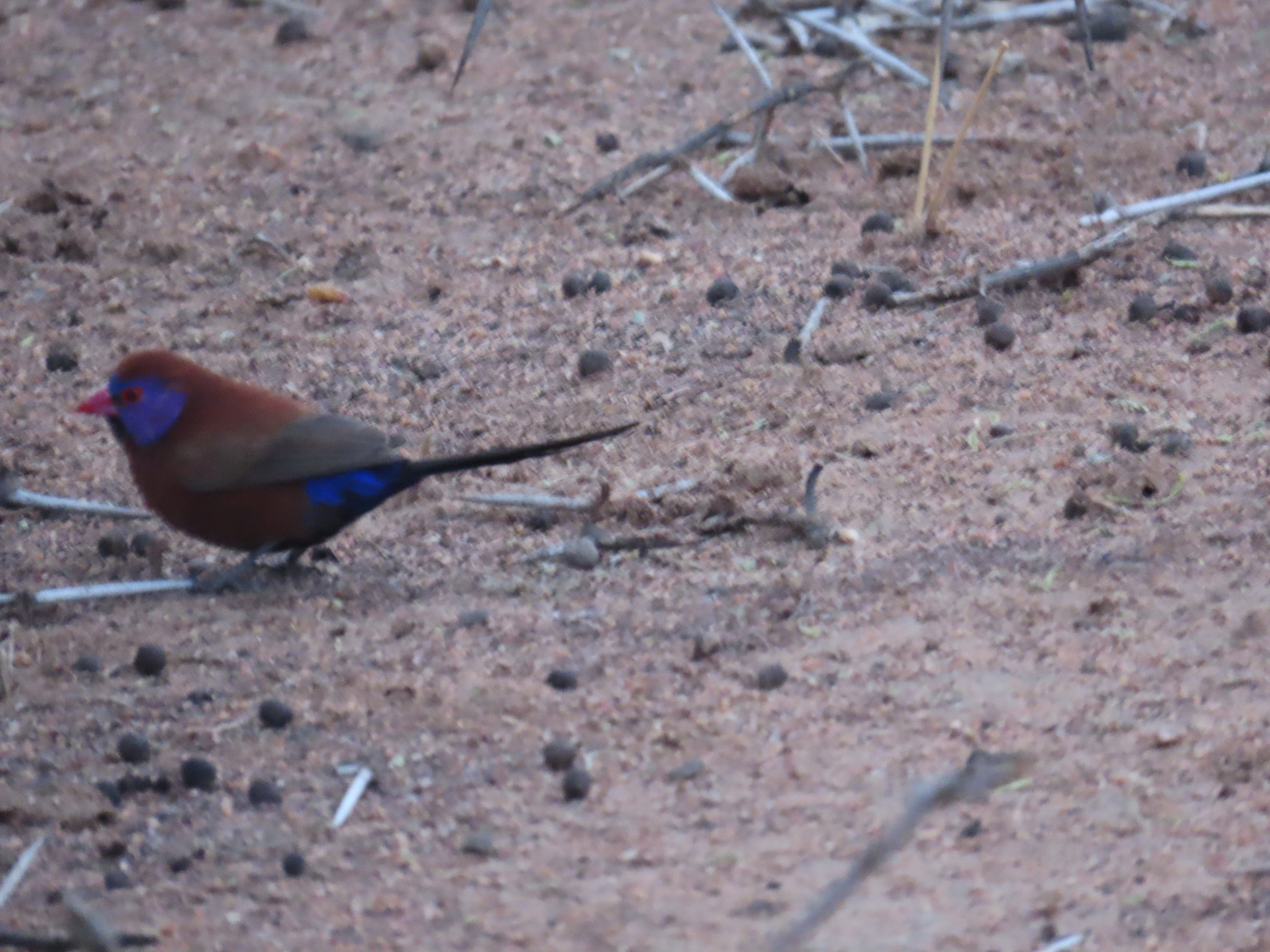 Violet-eared Waxbill illustration