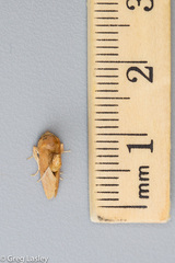 Apoda latomia