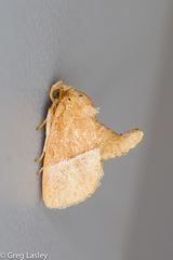 Apoda latomia