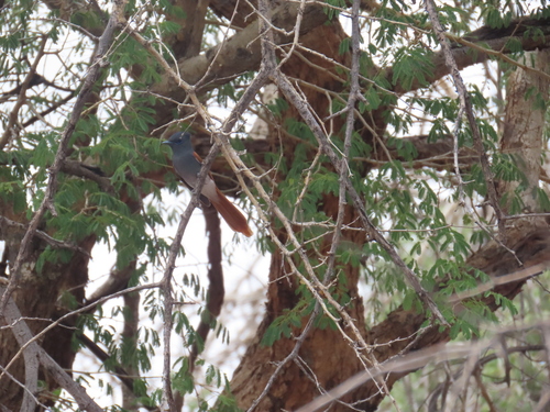 African Paradise Flycatcher (Terpsiphone viridis), photo 8