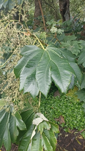 Foto de Planta do Papel Arroz