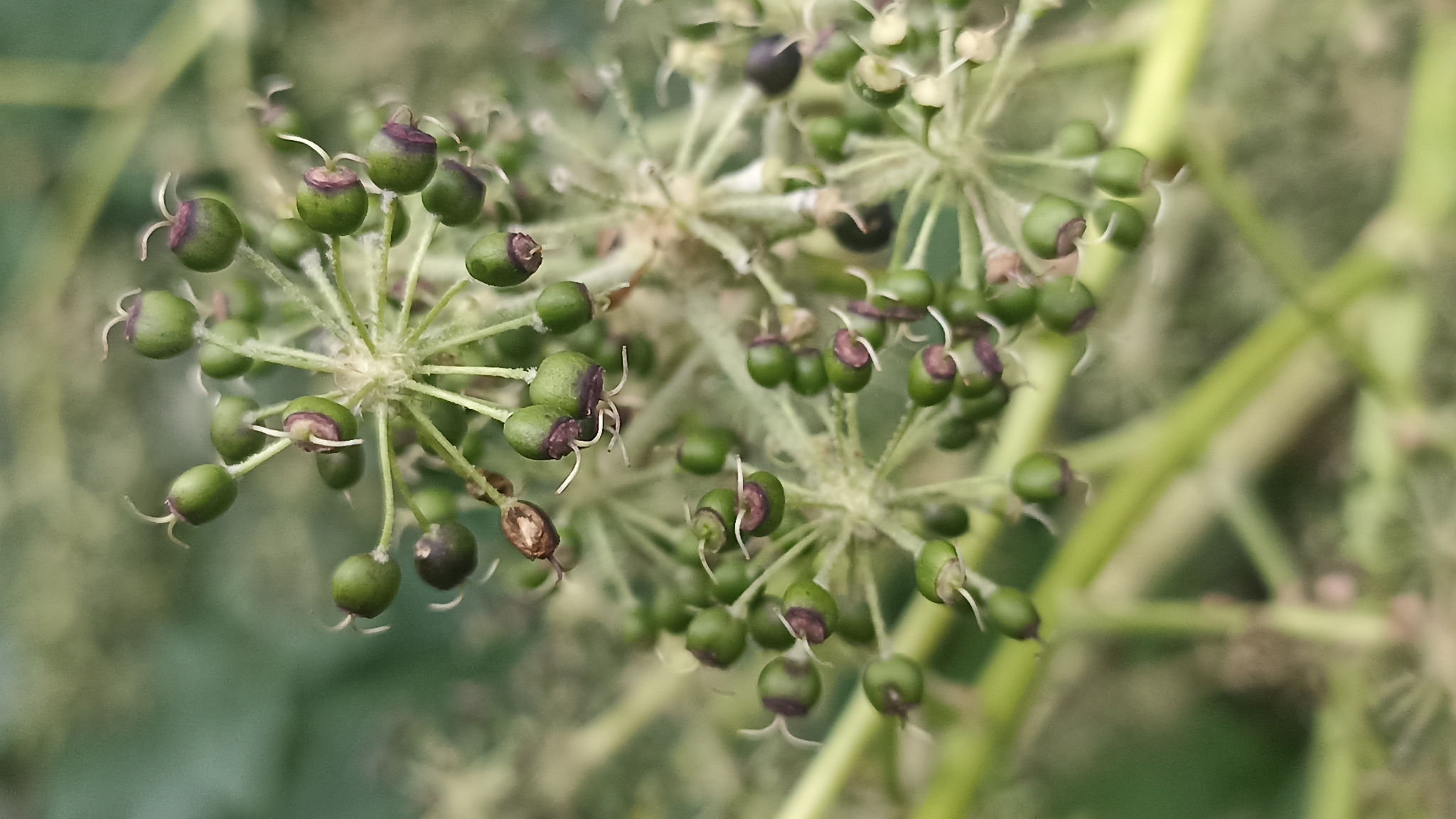 Imagem de Planta do Papel Arroz