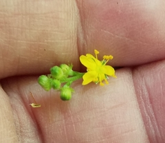 Agrimonia rostellata