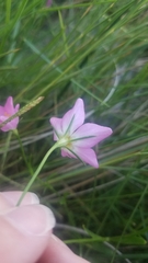 Sabatia stellaris