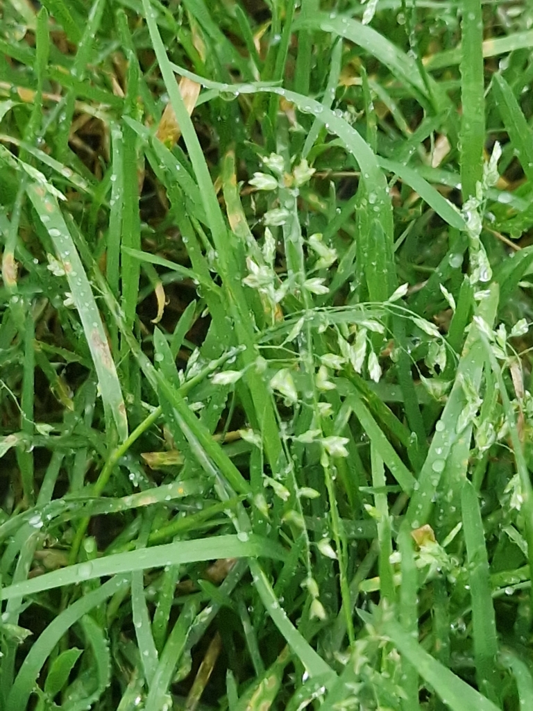Foto de Poa-comum