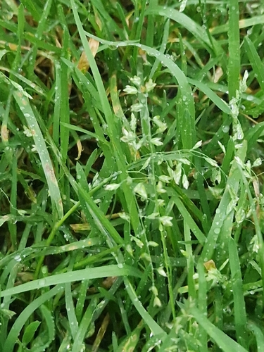Poa-comum