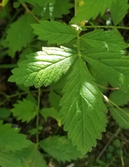 Agrimonia rostellata