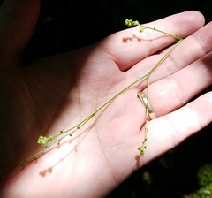 Agrimonia rostellata