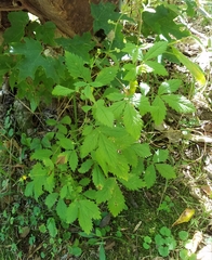 Agrimonia rostellata