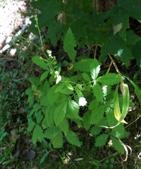 Agrimonia rostellata