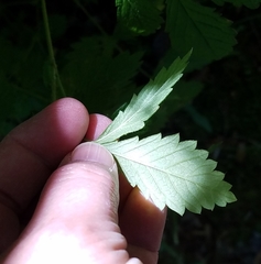 Agrimonia rostellata